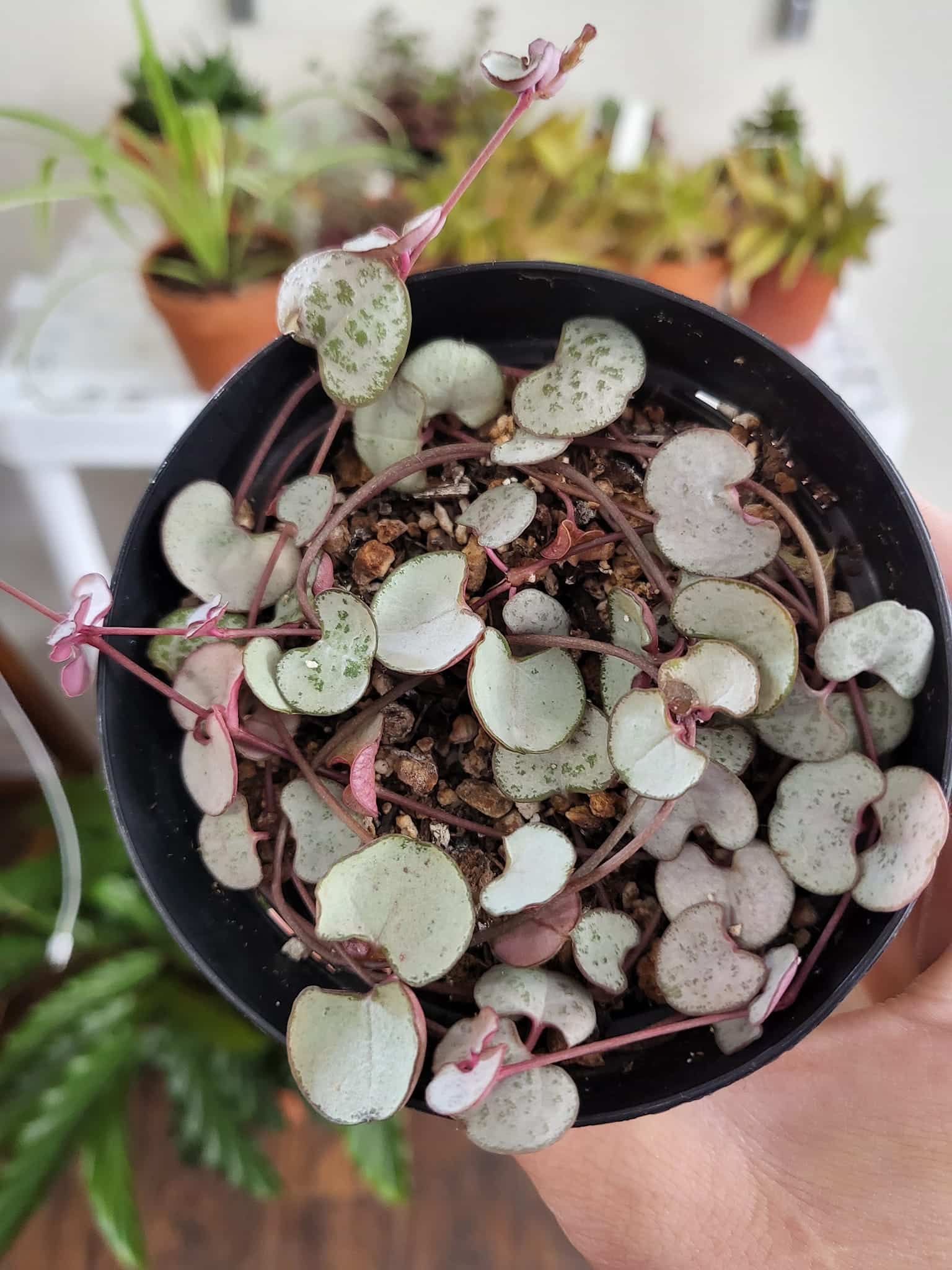 Silver Glory String of Hearts Ultimate Care Tips with Buying Guide