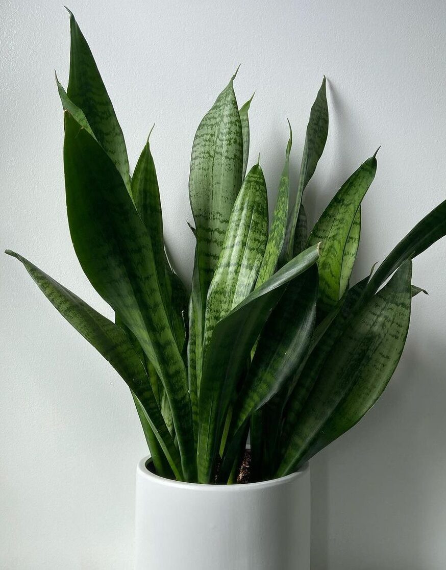 Astonishing striped foliage of Snake plants