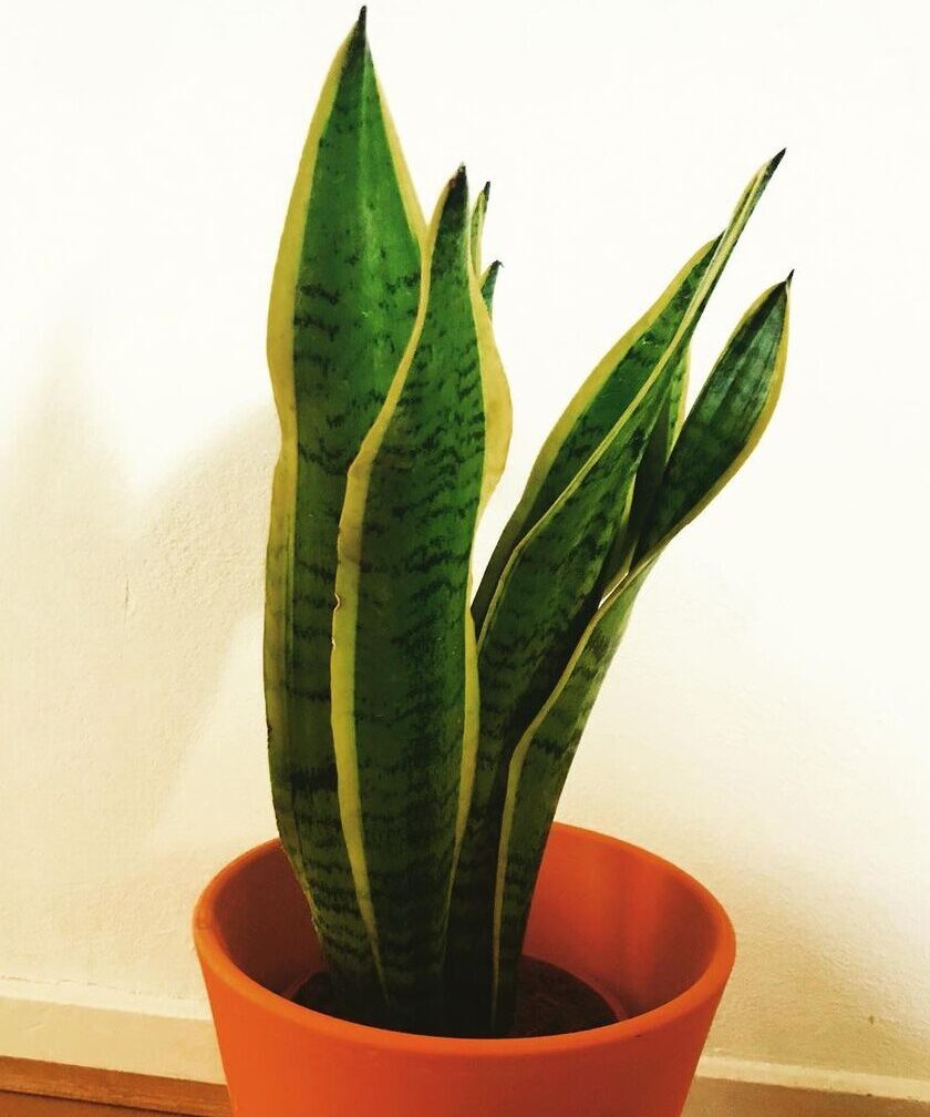 Gorgeous broadleaved Snake Plants