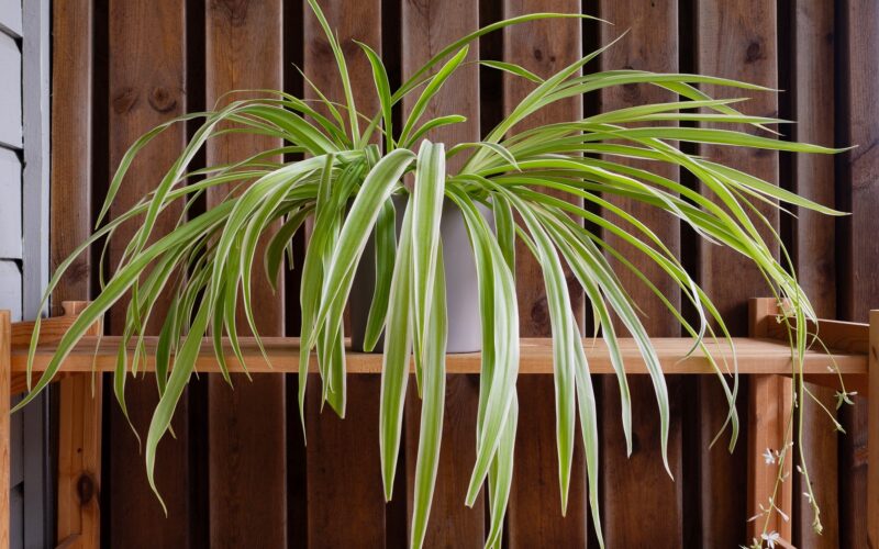 Spider plant with plantlets and flowers