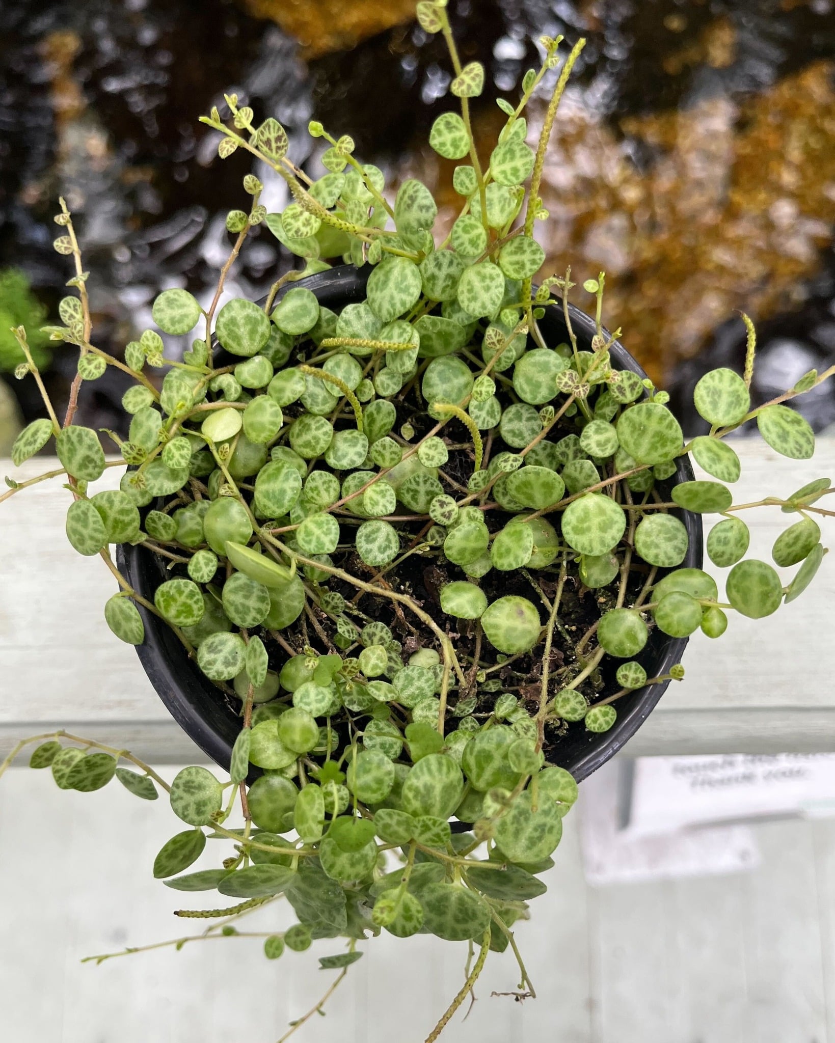 Astonishing String of Turtles plant.