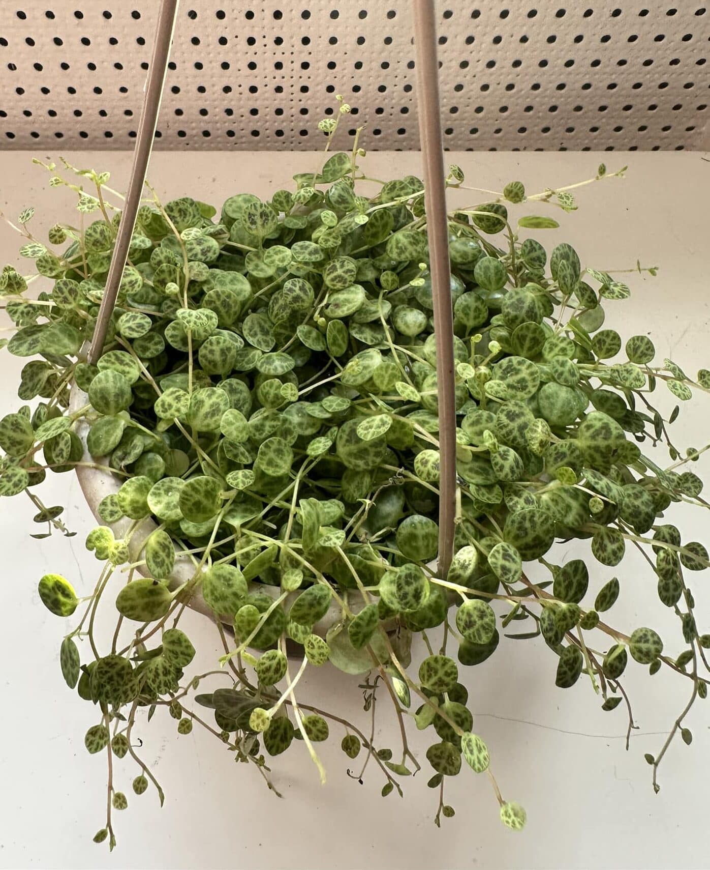 String of Turtles plant in a hanging basket