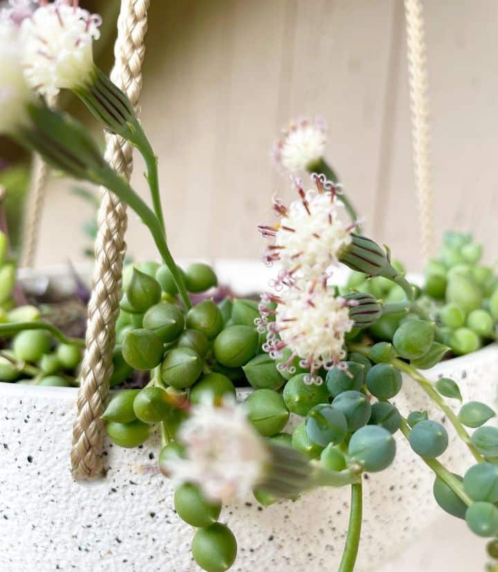 String of Pearls flowering in a white hanging pot.