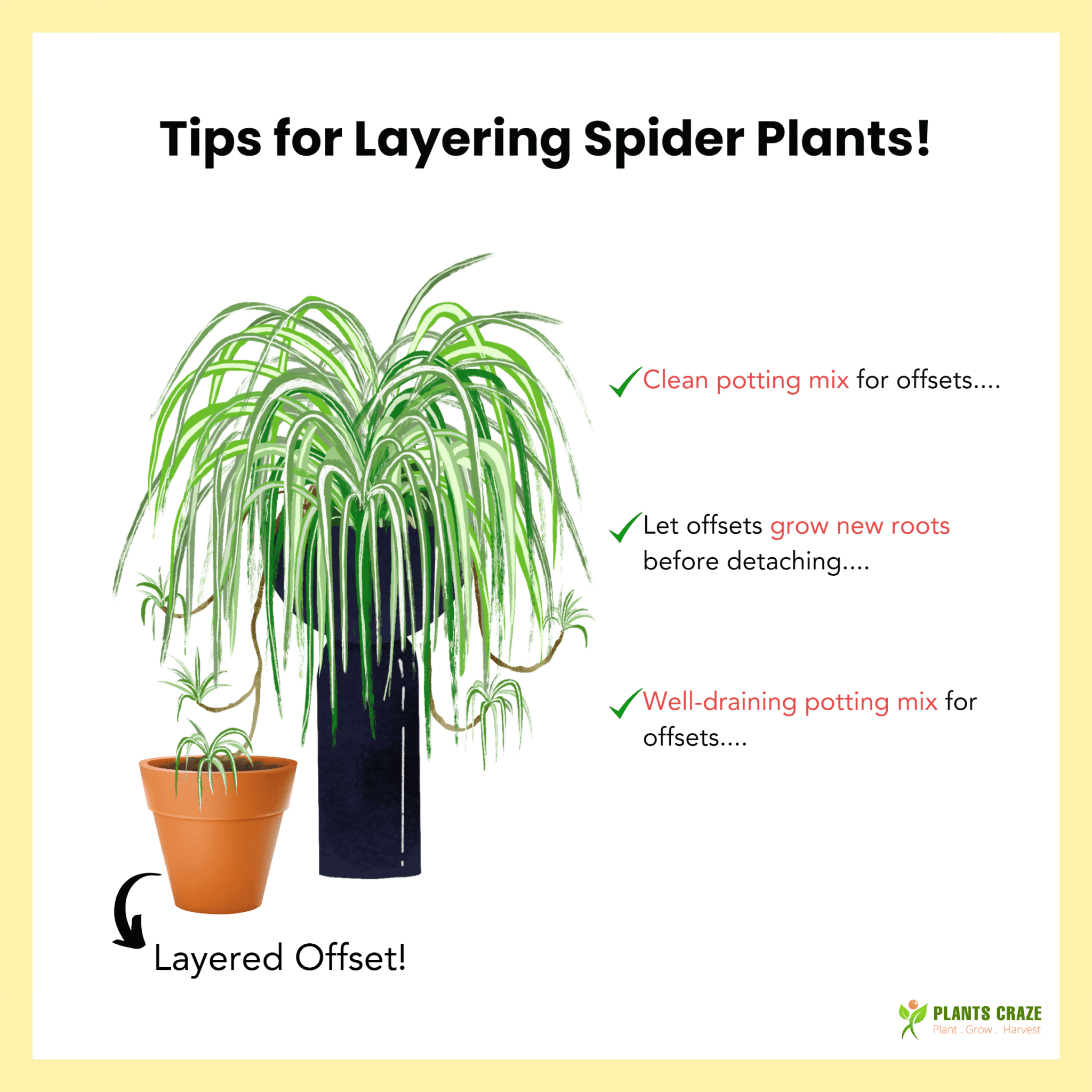 Image illustrates some steps to layer Spider Plants