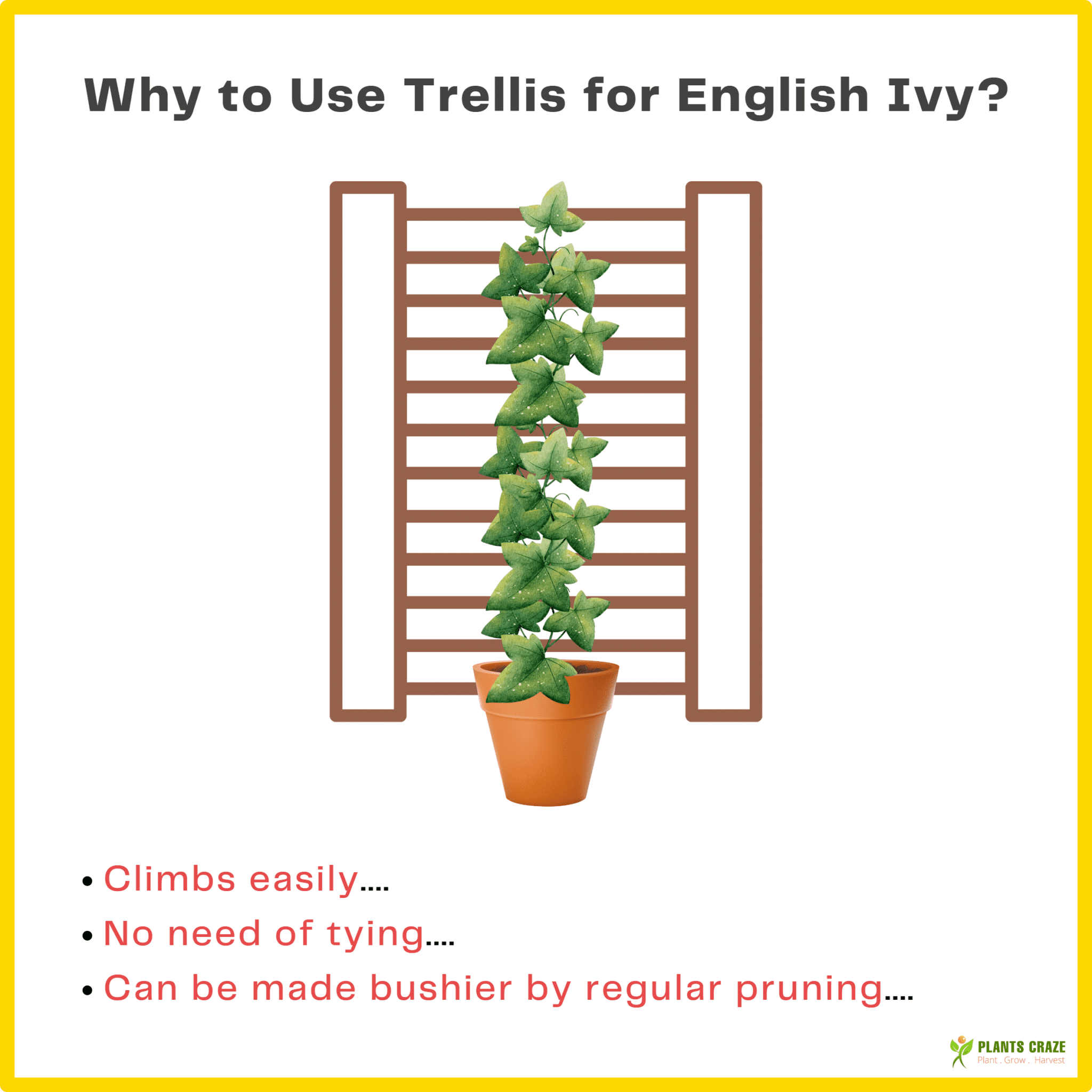 Image illustrates trellis for English Ivy plant