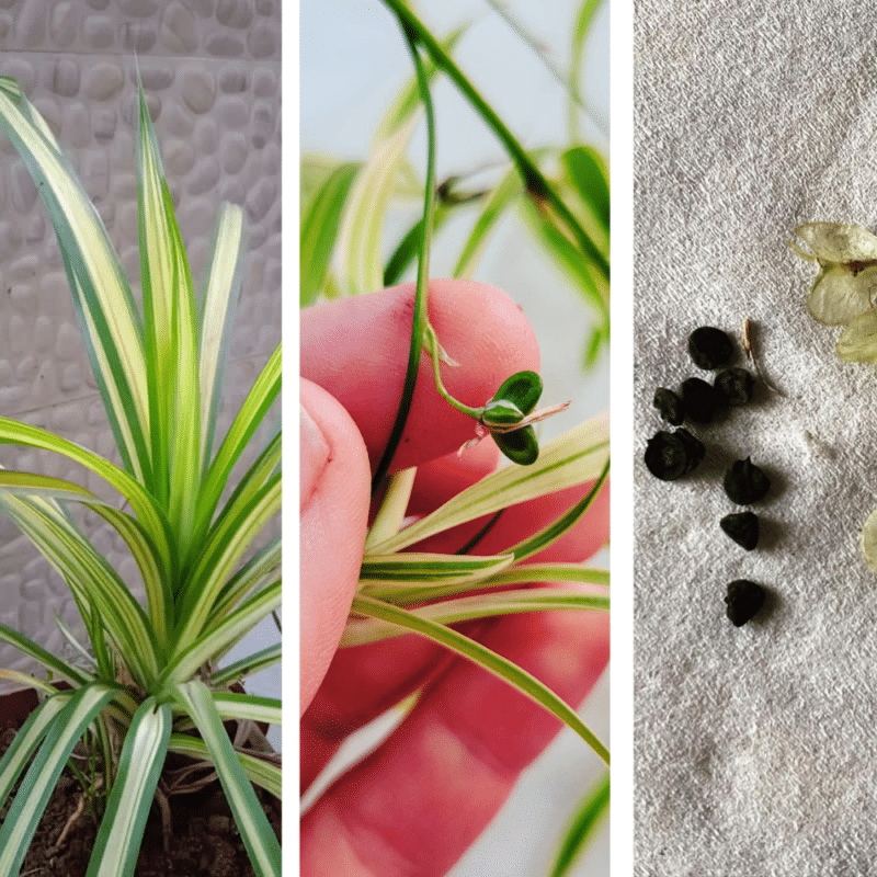 Spider Plants Seeds [Steps to Harvest & Grow] Plants Craze