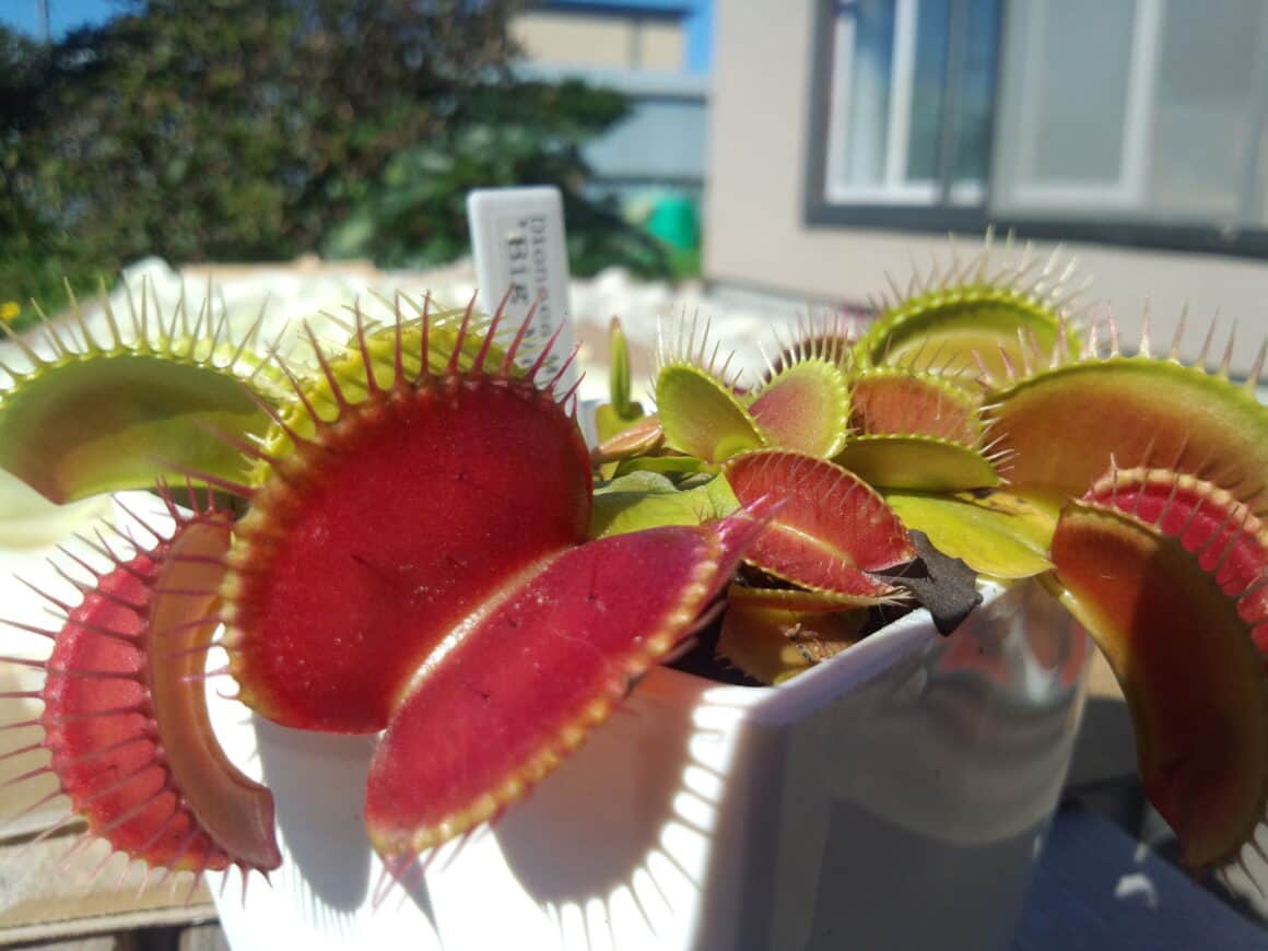 Venus Fly Trap Flower: Everything you Need to Know - Plants Craze