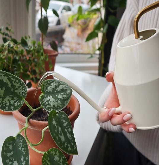 Watering an Indoor Plant