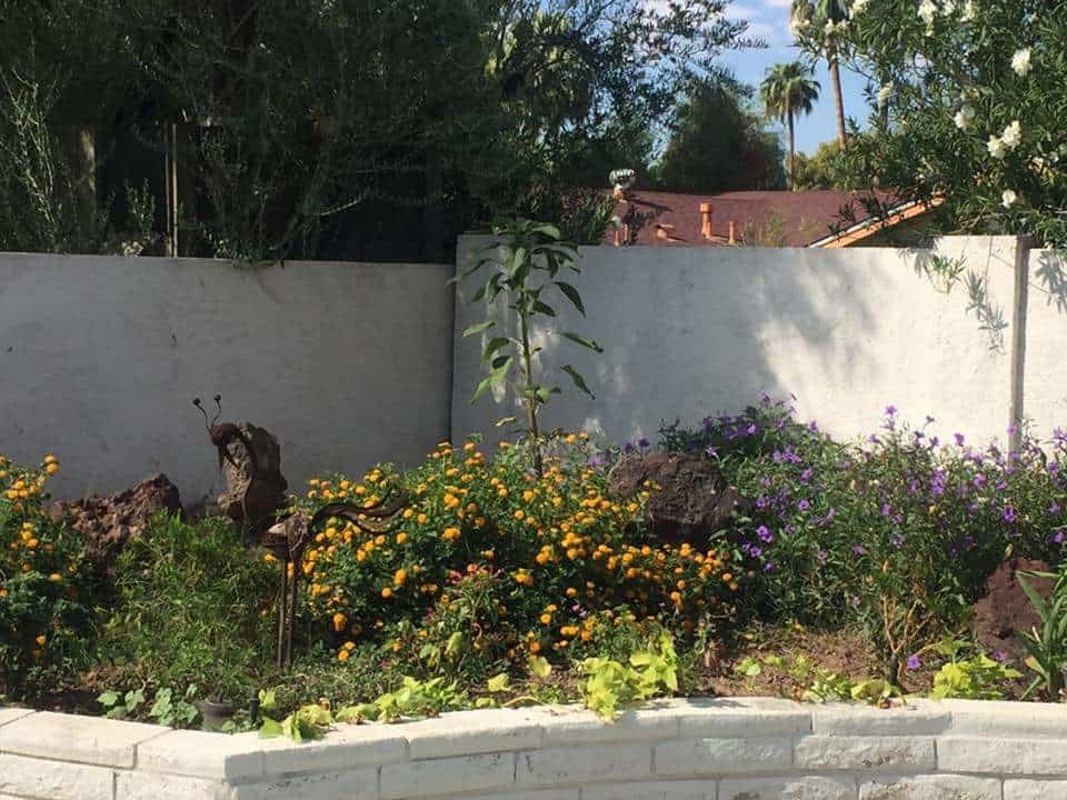 Weed growth in the backyard