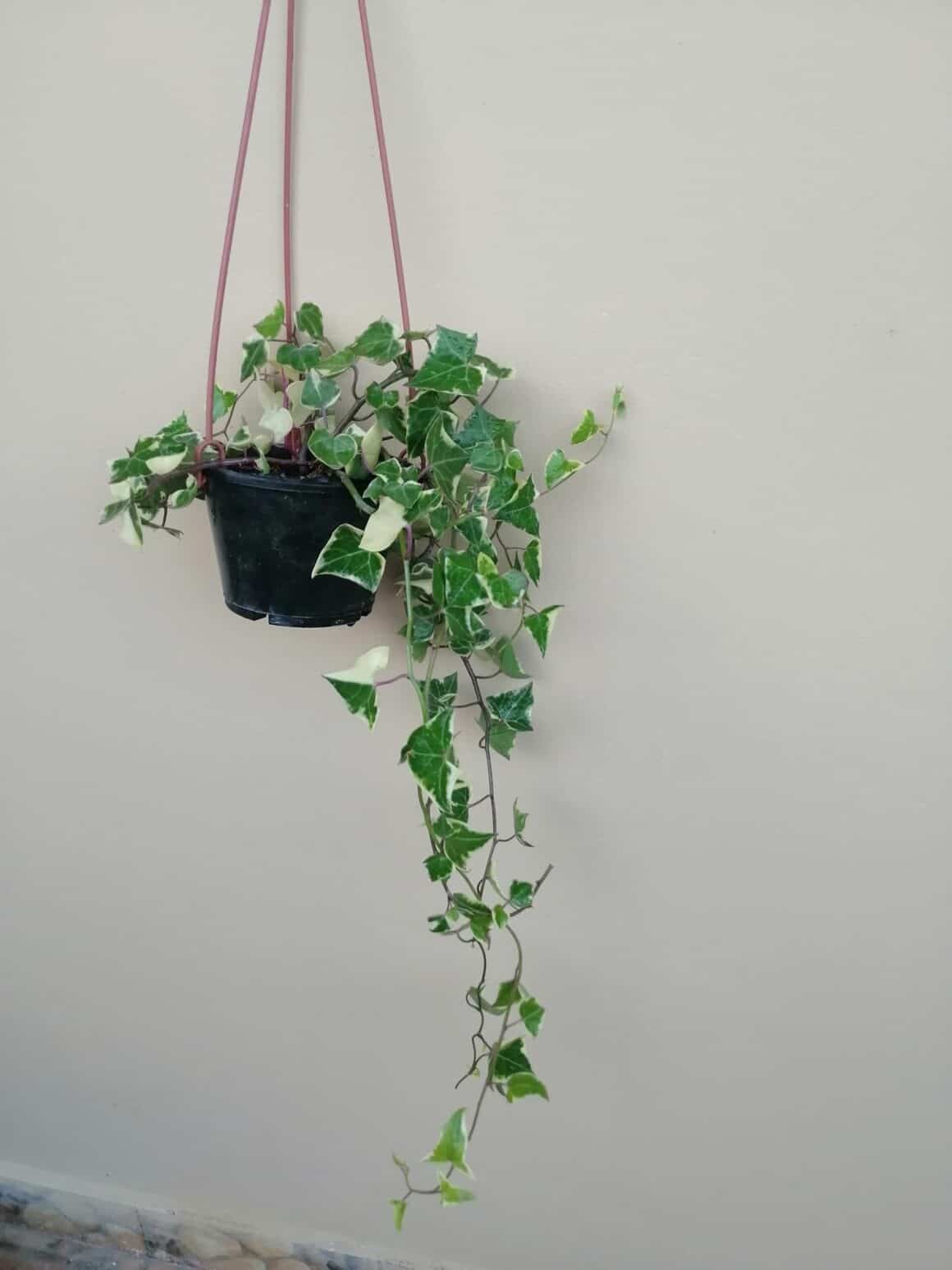Growing English Ivy: Soil and Fertilizer Tips - Plants Craze