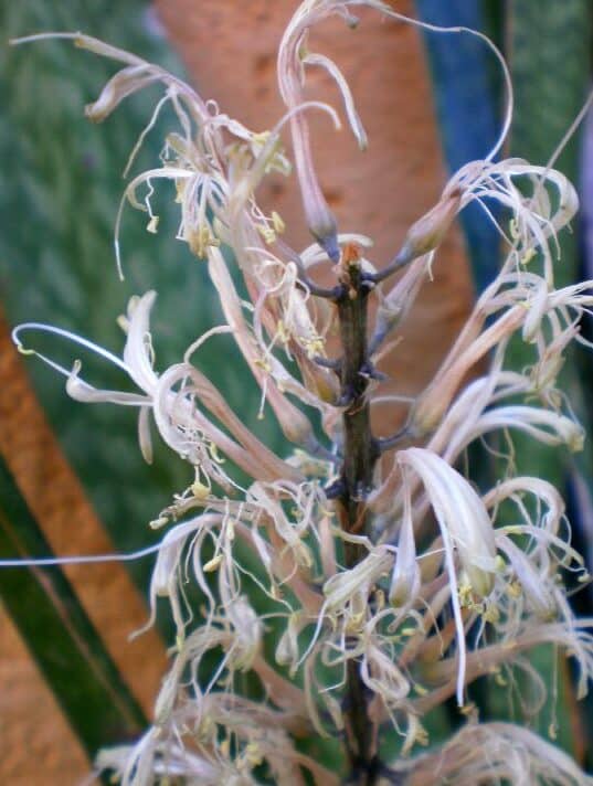 Image represents wilting blooms of Snake Plant