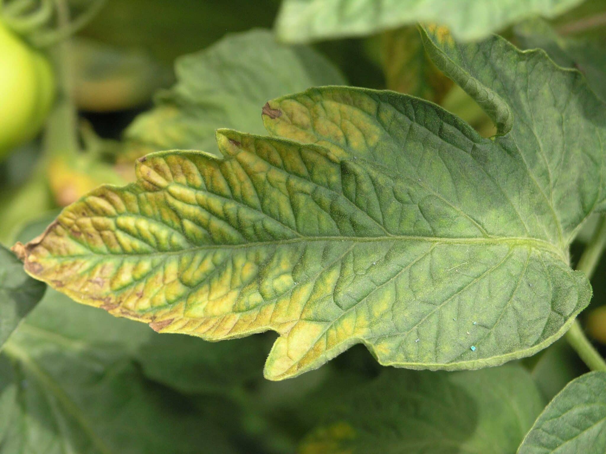 Yellowing of leaf due to lack of minerals