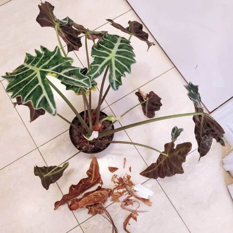 Alocasia Light Requirements All Queries Solved! Plants Craze