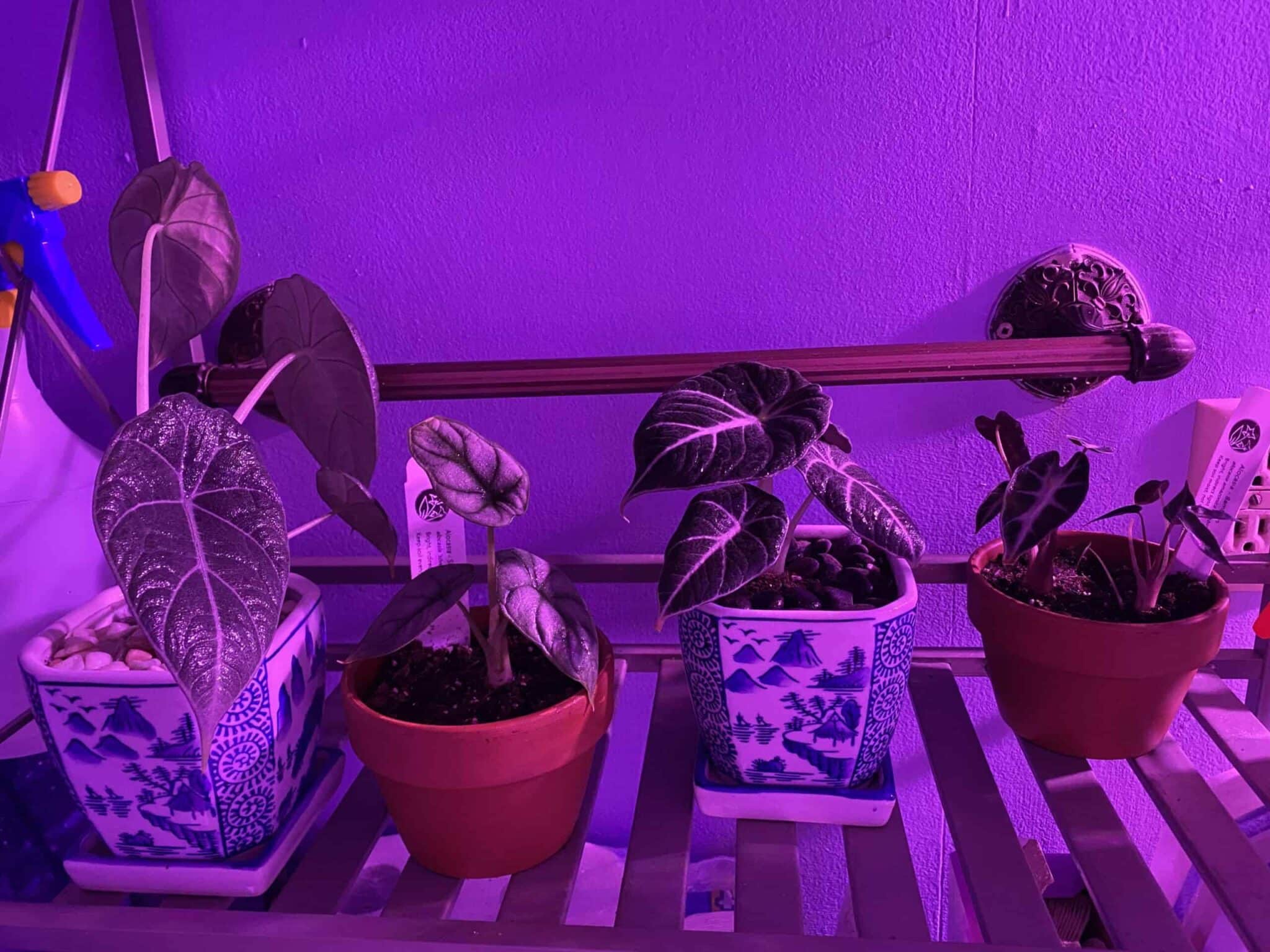 Alocasia light Requirements All Queries Solved! Plants Craze