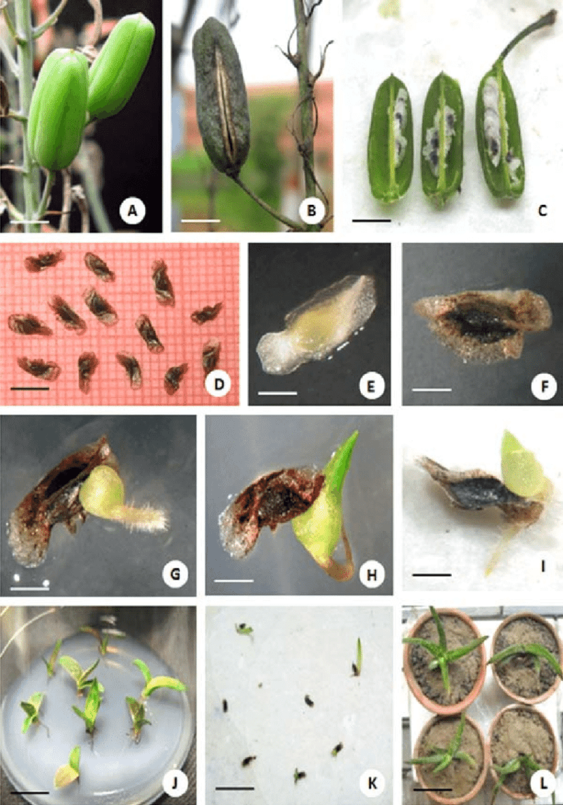 How to Extract and Propagate Aloe Vera Seeds? - Plants Craze