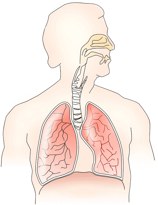 Hyacinth helps to improve respiratory health