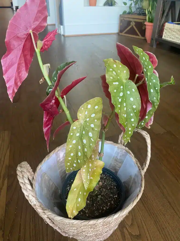 Yellow leaves in Begonia with a shade of light falling over it.