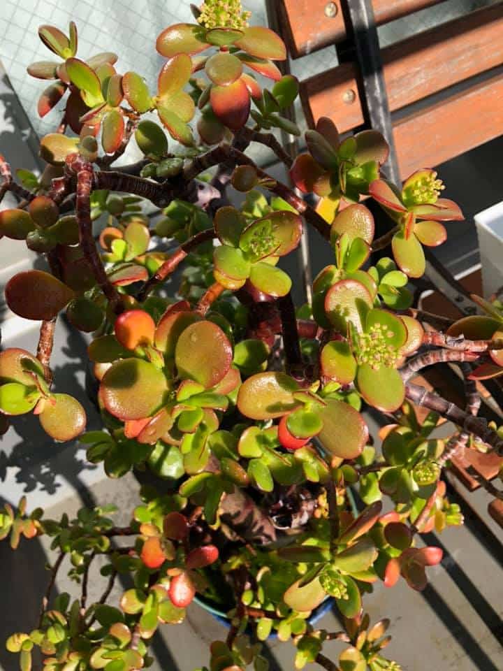 Jade plant in ample sunlight.