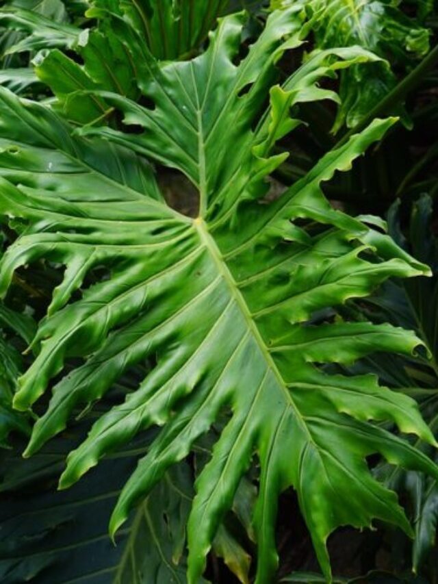 Philodendron Selloum Propagation