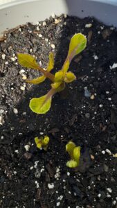 A Sprouted Seedling of dahlia