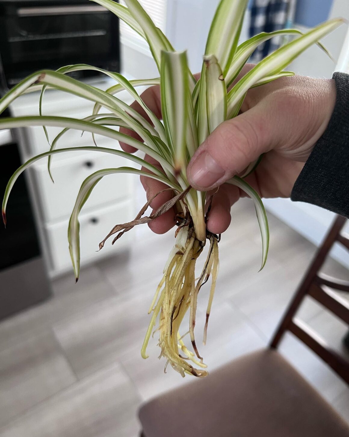 Curly Spider Plant Ultimate Grow & Care Guide Plants Craze