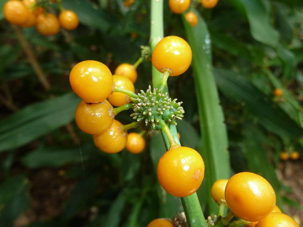 dracaena-berry-with-seeds.jpg