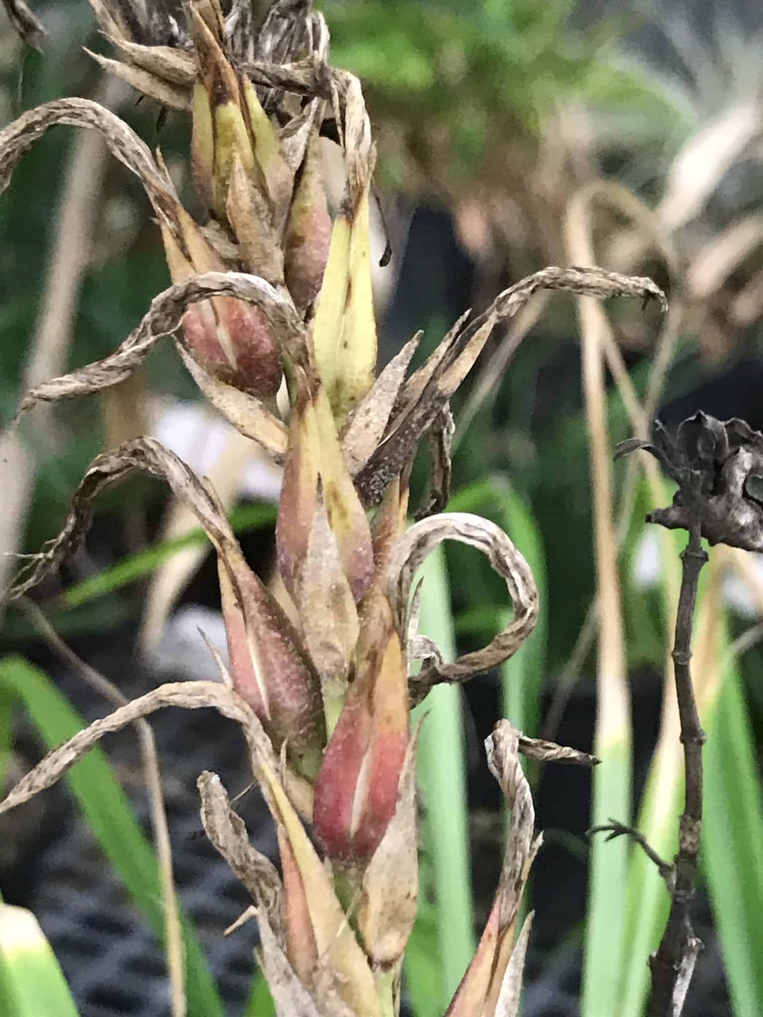 dried bromeliad flower