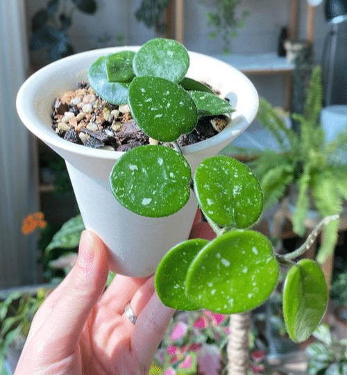 small hoya mathilde splash plant on a pot