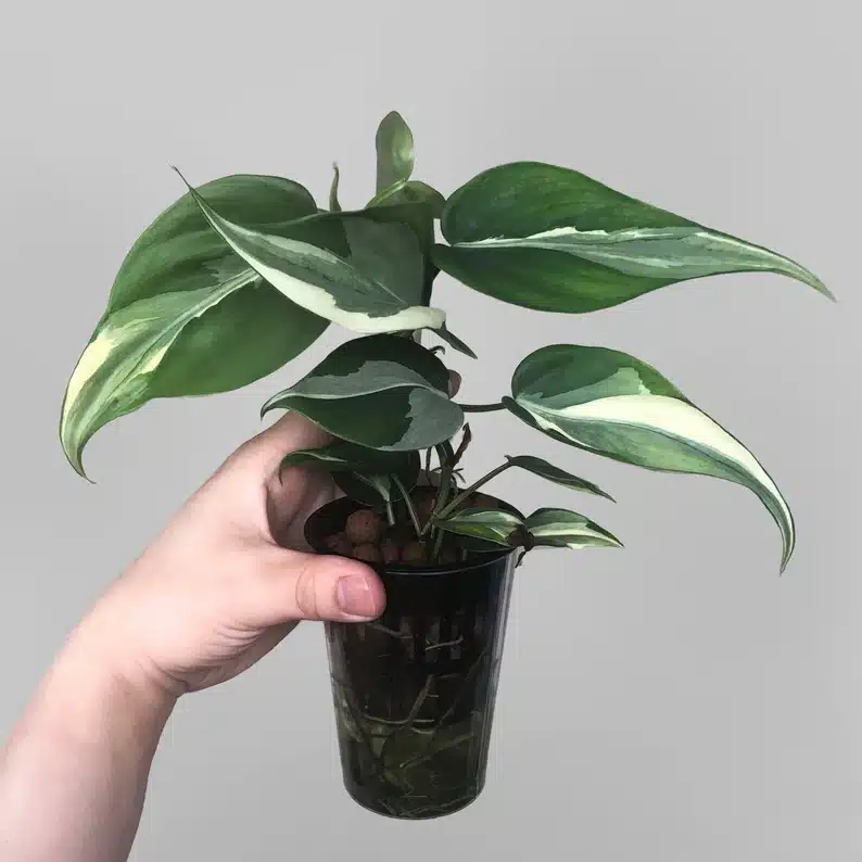 Philodendron Rio