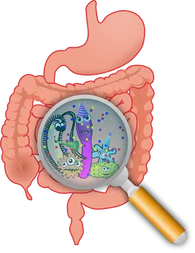 Intestine chart