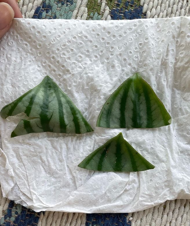 halved large watermelon peperomia leaves