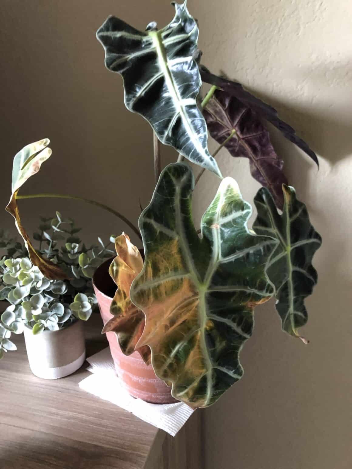 Alocasia light Requirements All Queries Solved! Plants Craze