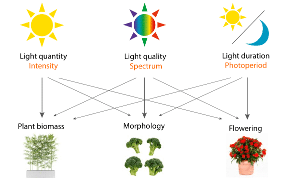 Light intensity and spectrum