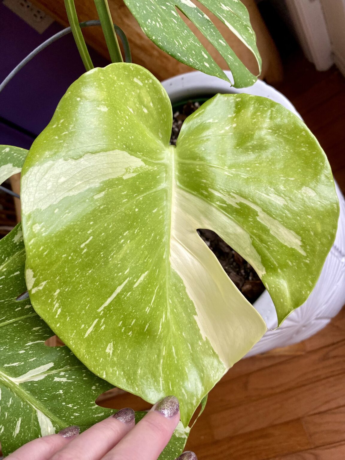 Monstera Thai Constellation: Best Grow & Care Guide - Plants Craze