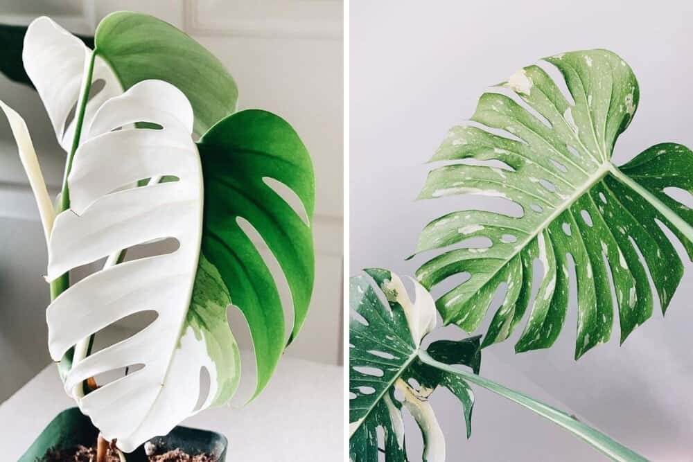 monstera thai constellation