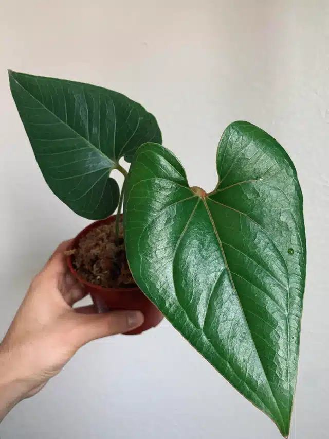 Anthurium salgarense in pot 