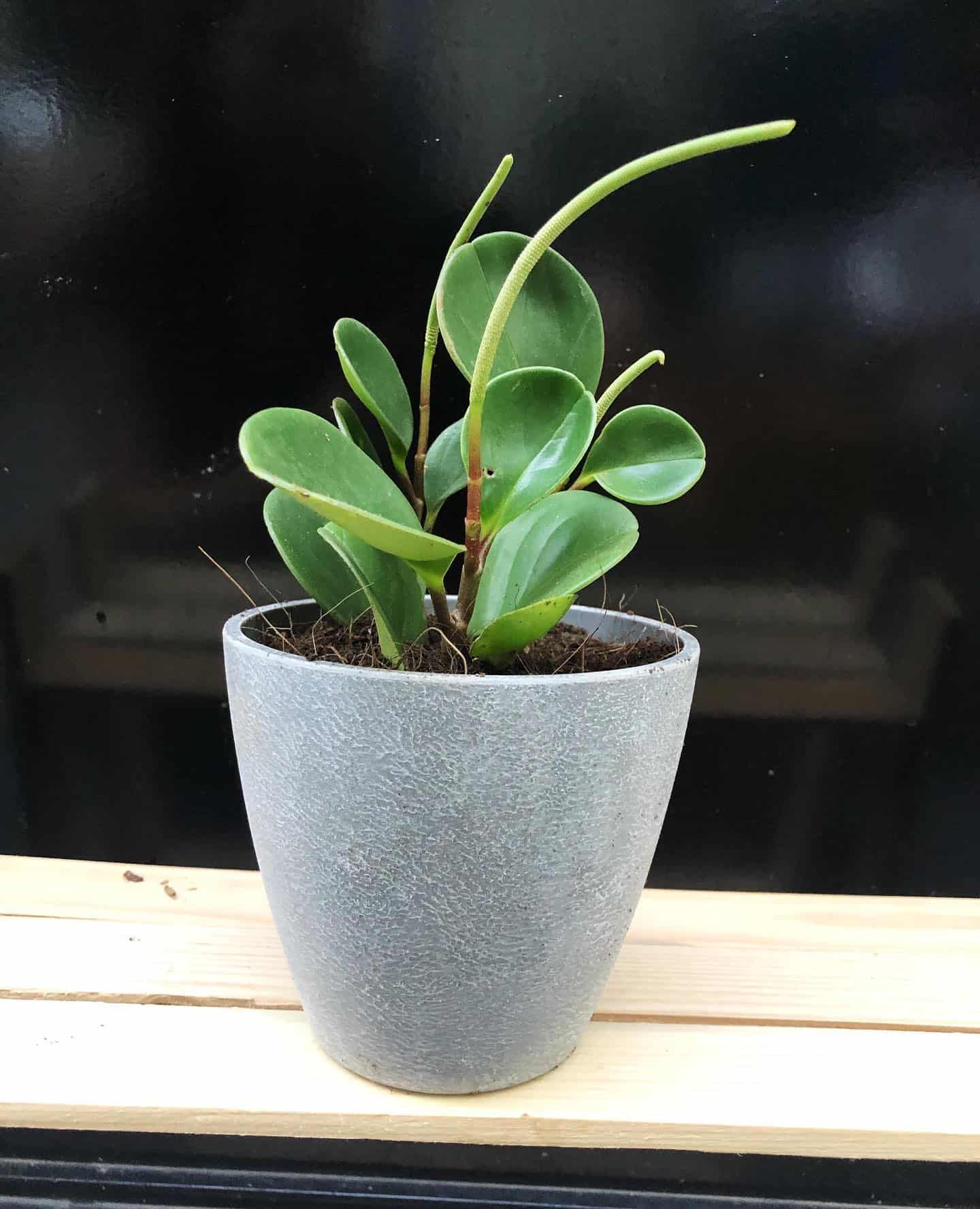 Peperomia plant with flower in pot