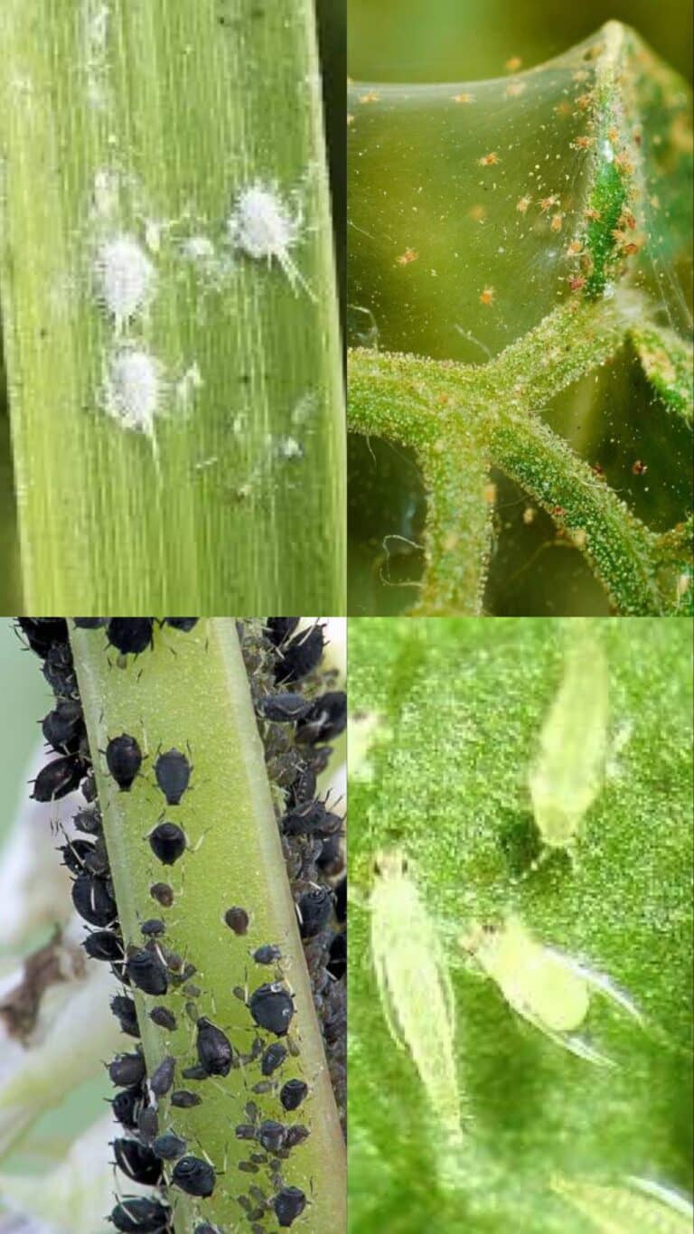 Black Spots On Orchid Leaves [5+ Major Causes And Solutions]