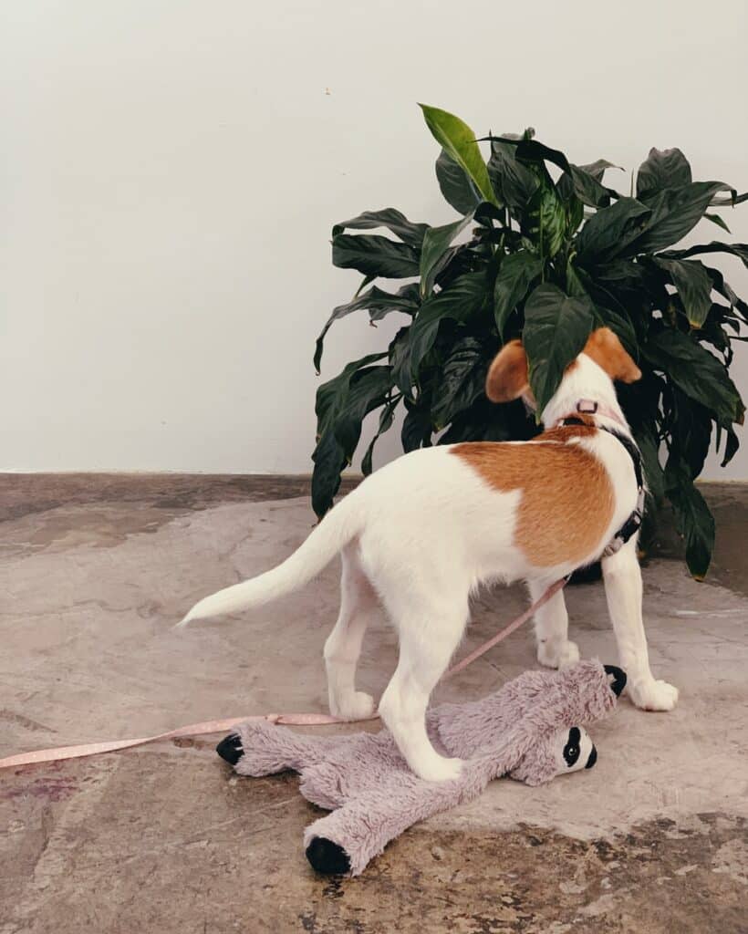 Dog with indoor plant