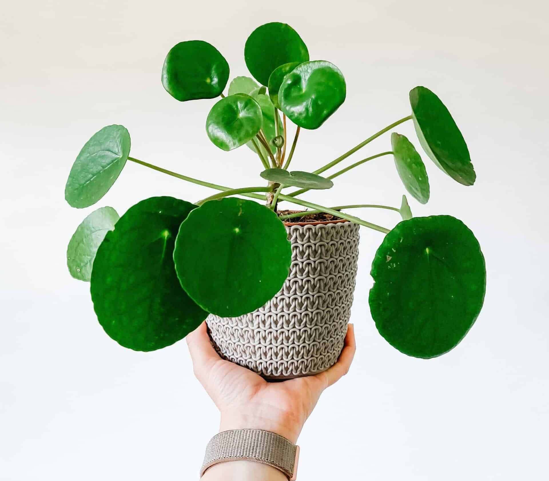 pilea peperomioides fluorescent light