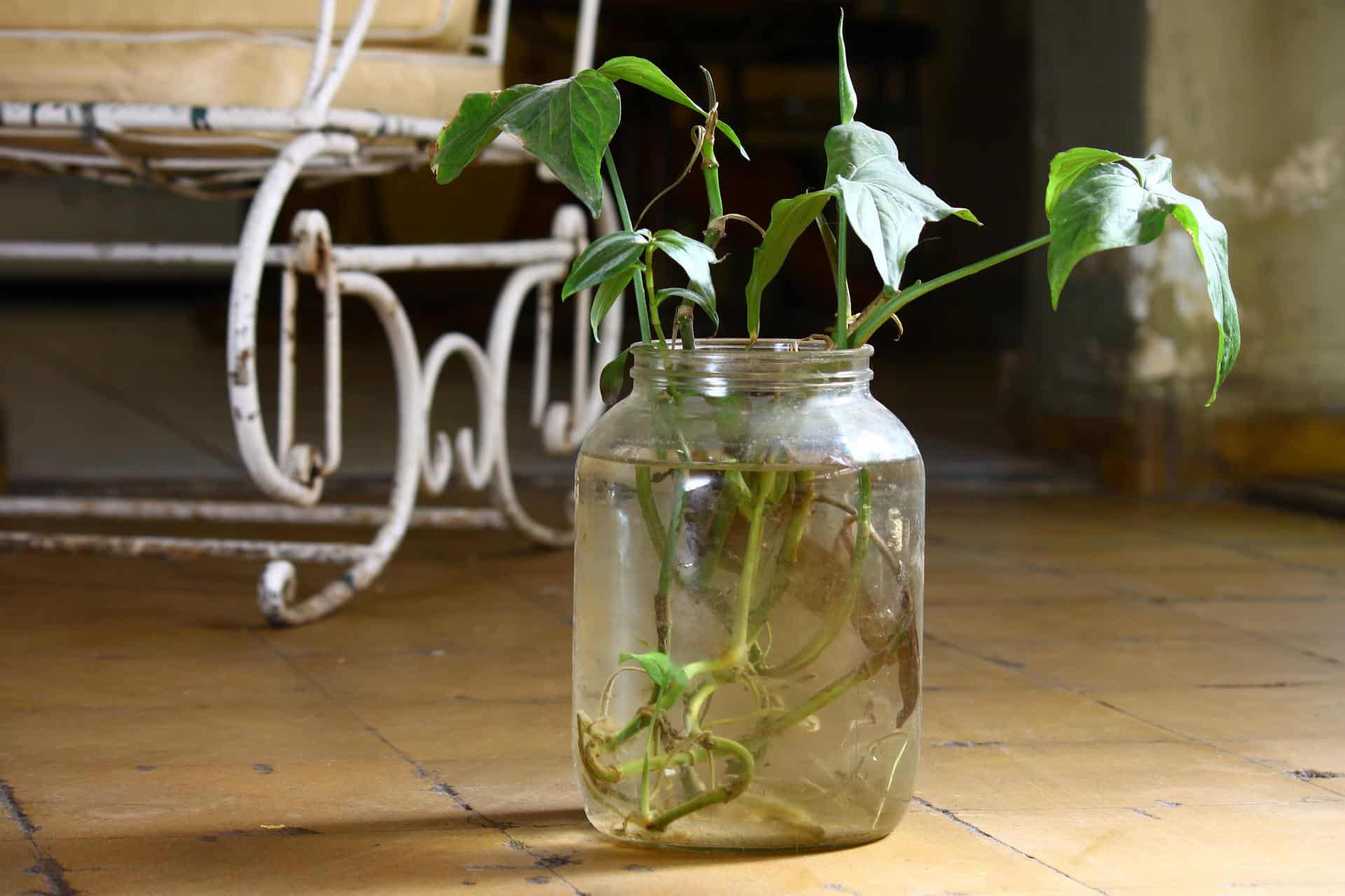 Plant in jar of water