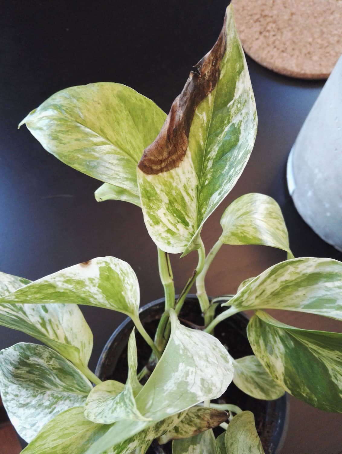 list-of-10-black-spots-on-pothos-leaves