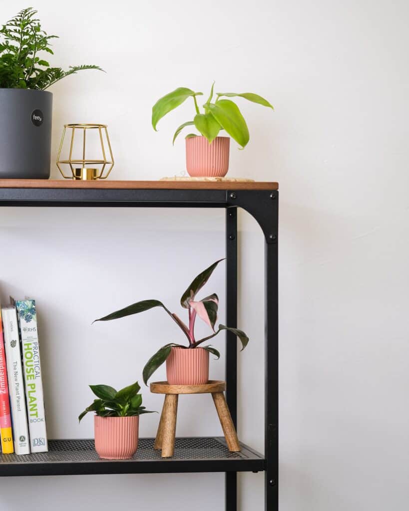 potted plants on the shelf