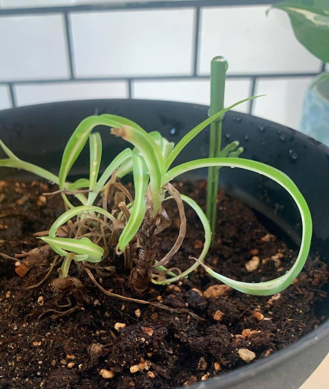 Curly Spider Plant in Soil