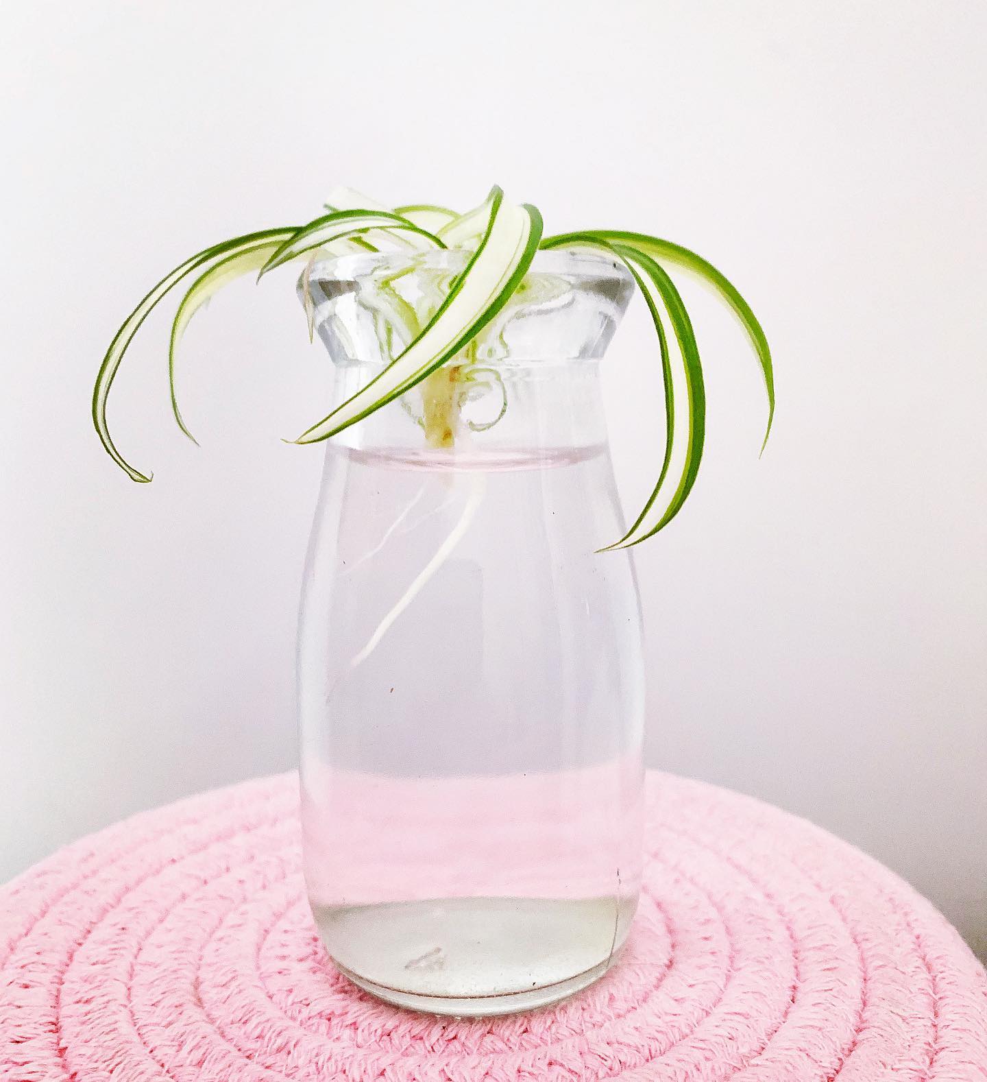 Curly Spider Plant in Water Jar