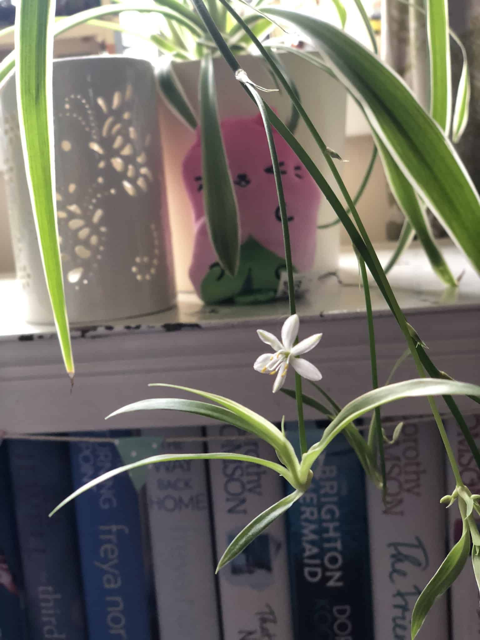 spider plant flower