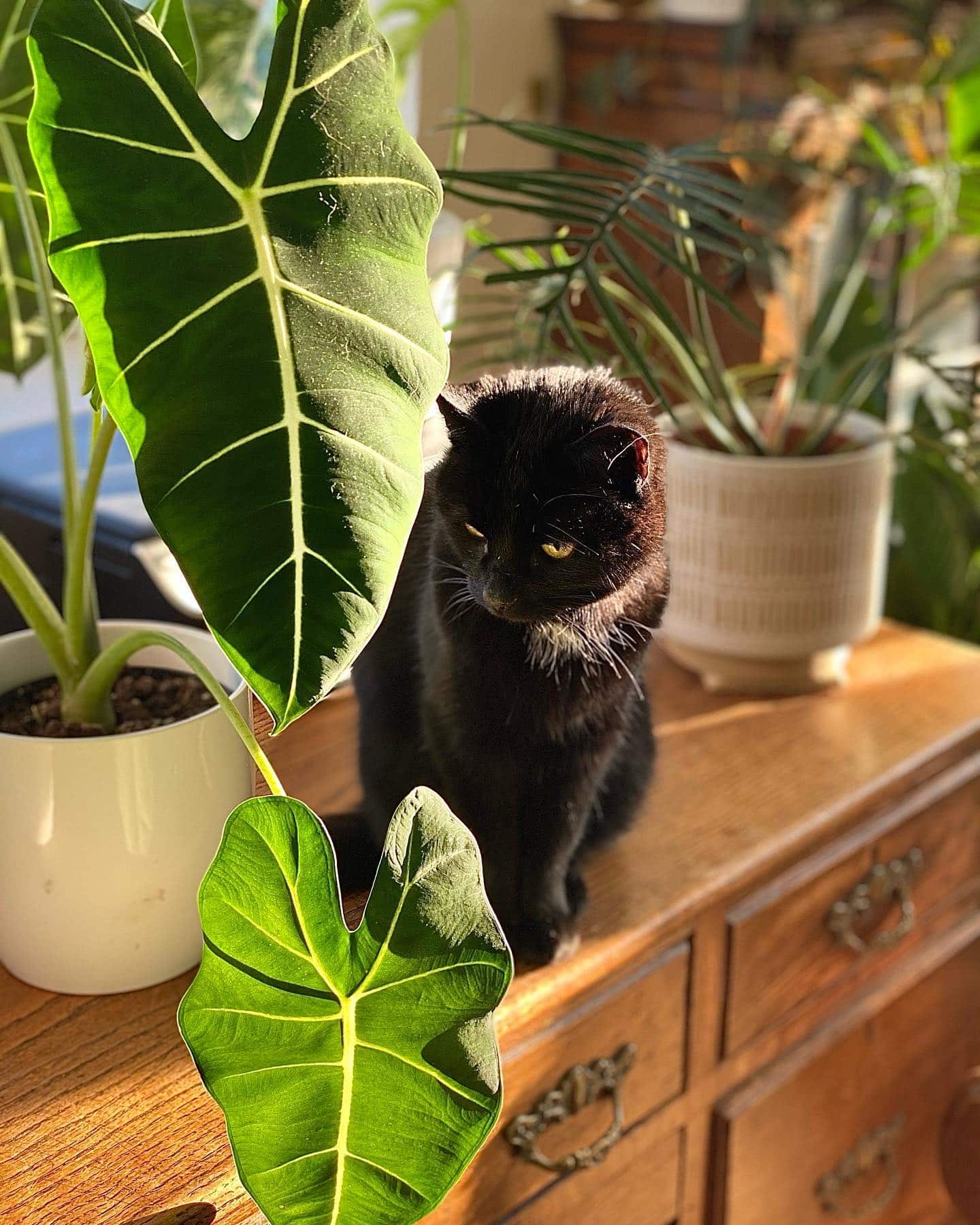 Cat around the plant