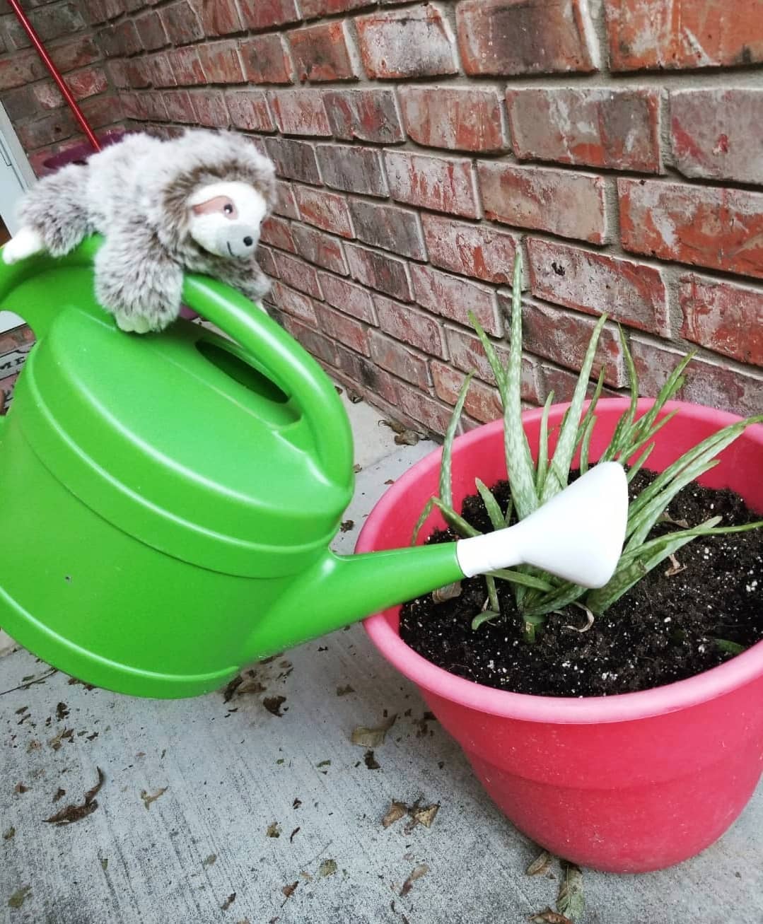 Watering the plant