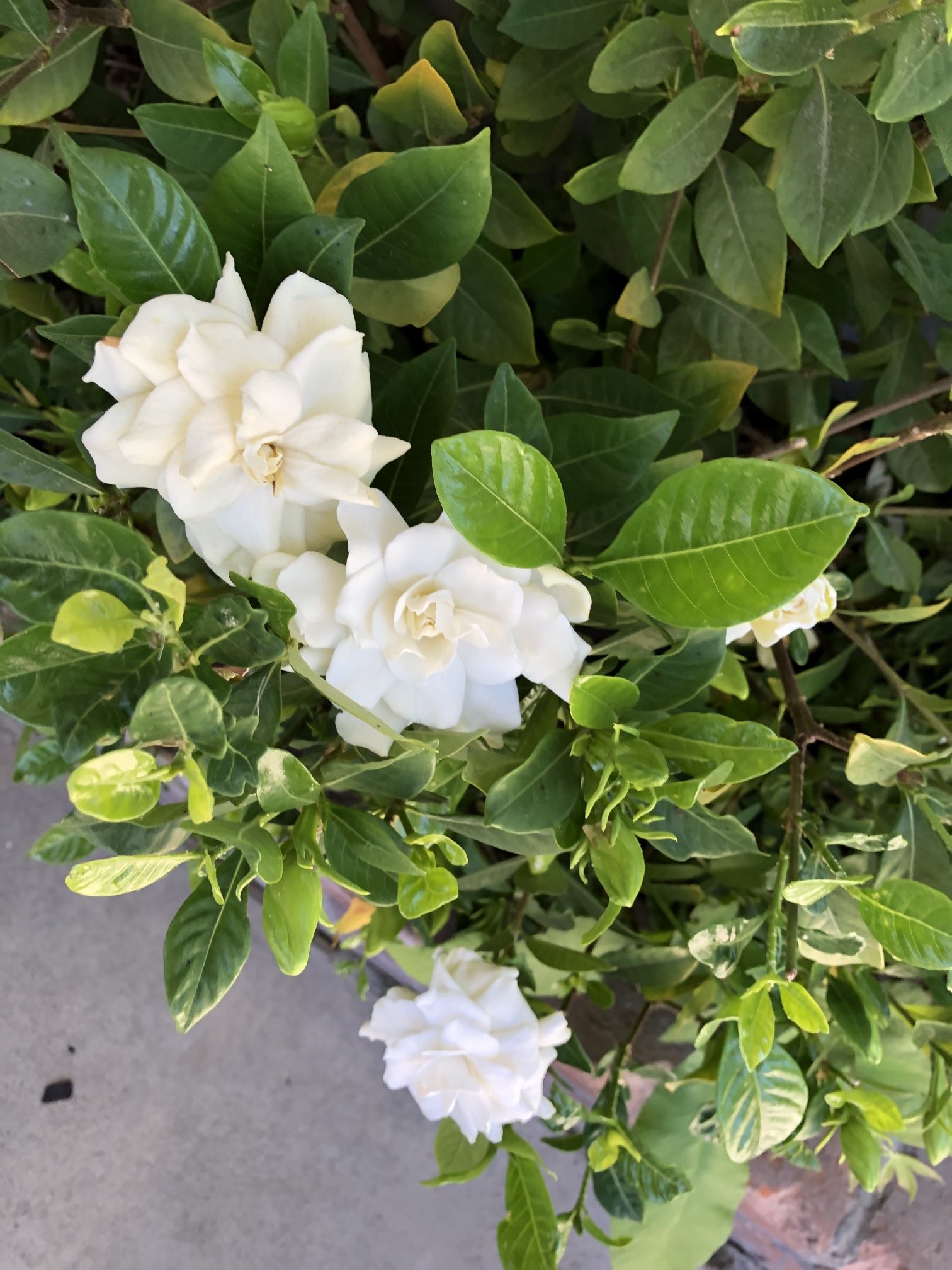 white gardenia plant