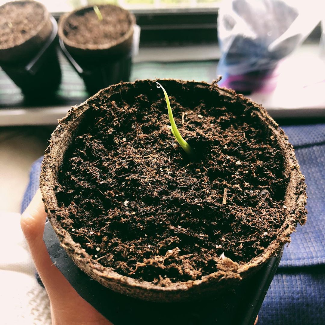 Monstera seedling in the soil